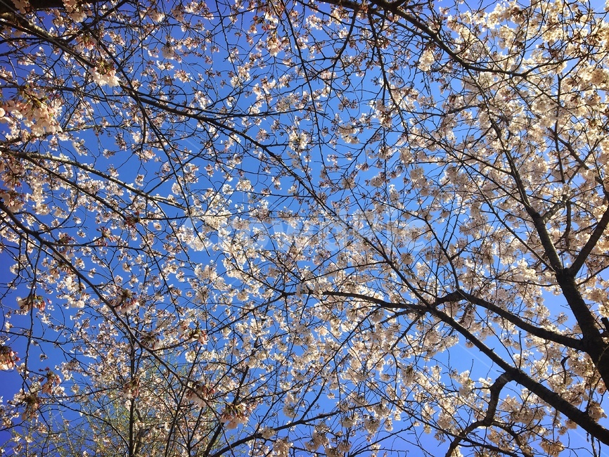 벚꽃,봄,봄날,나무,자연,배경,배경화면,따뜻한,화사한,색감,풍경,식물,나뭇가지,산책,spring,blooming,nature,봄,계절,spring,season,식물,자연,plants,nature,꽃,flower,plant,tree