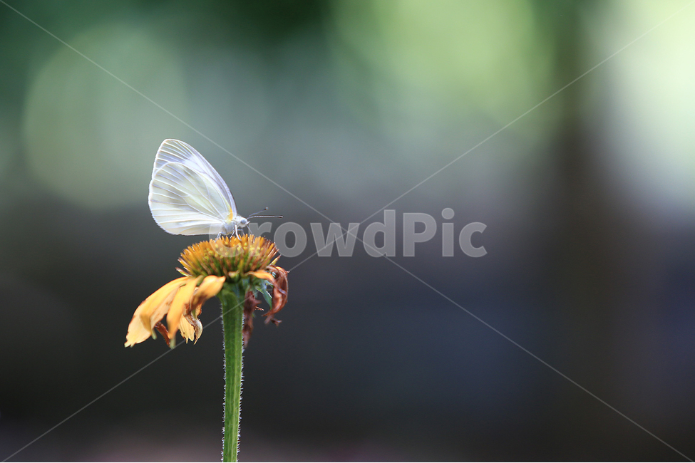 나비,배추흰나비,흰나비,서울숲,나비정원,butterfly,whitebutterfly,식물,자연,plants,nature,꽃,flower,동물,animal,곤충,벌레,insect,bug