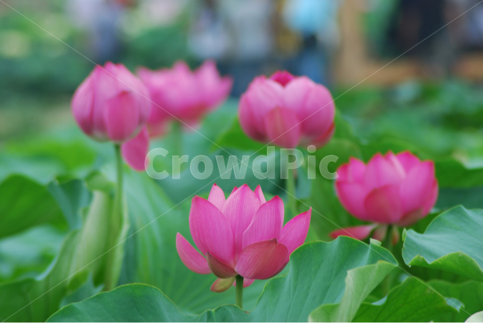 관곡지,시흥연꽃테마파크,연술,연꽃,연잎,식물,자연,plants,nature,꽃,flower