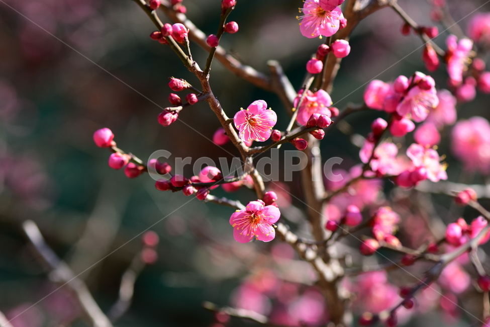 홍매화,봄,꽃,자연,식생,나무,힐링,감성,plants,nature,spring,season,flower,plant,식물,봄,계절,spring,season