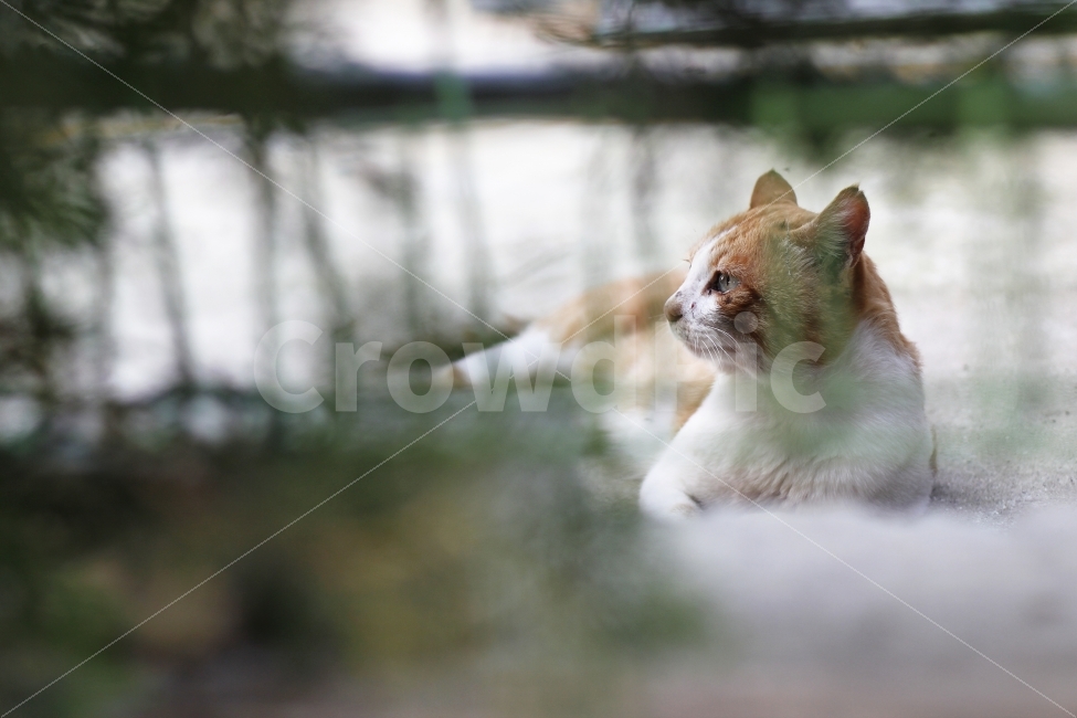 stray cat,cat,animal,snap