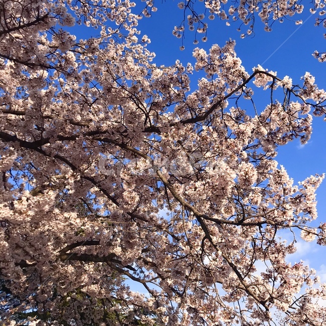 plant,식물,blossom,꽃,flower,벚나무,벚꽃,봄,나무,색감,감성사진,cherryblossom