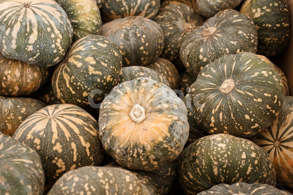 호방,야채,채소,시장,농작물,농산품,pumpkin,market,vegetable,harvest,eco,친환경,채소,야채,vegetables