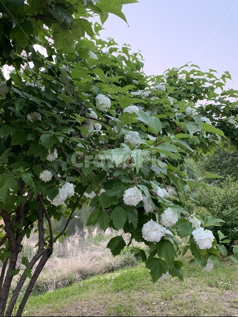 나무,공원,식물,꽃,아카시아,아카시아나무,아카시아꽃,park