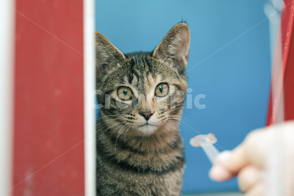 고양이,야옹이,길고양이,길냥이,캣맘,야옹,캣,동물,animal,포유류,mammal,고양이,cat,kitten,kitty