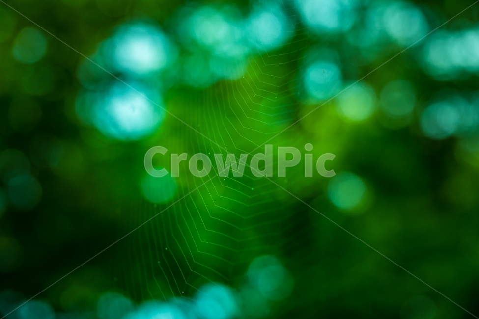 자연,풍경,거미줄,보케,접사,nature,landscape,spiderweb,vokeh,macro,감성,sensible,feeling