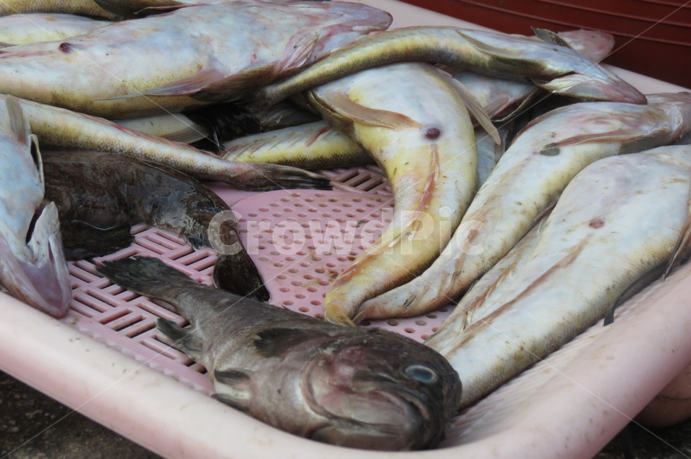 바다,물고기,수산시장,회,fish,rawfish,sea,ocean,beach,market,흰살생선,바닷가,음식,식재료,요리,food,cook,meal,dishes,food reserves,수산물,해산물,fishery products,seafood