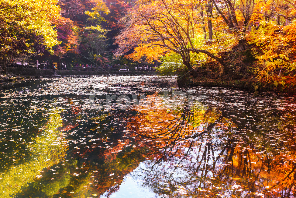 백양사,단풍,반영,낙엽,국립공원,산,연못,tree,나무,plant,식물,maple,outdoors,자연,nature,물,water,옥외,land,가을,계절,fall,autumn,season,자연,풍경,nature,landscape,한국자연풍경,한국자연경관,korea nature landscape,땅