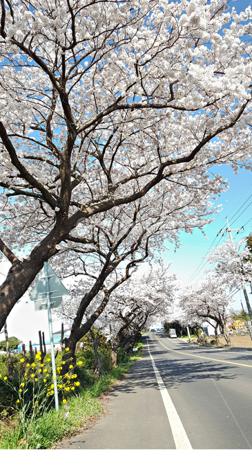 벚꽃,꽃,flower,식물,blossom,plant
