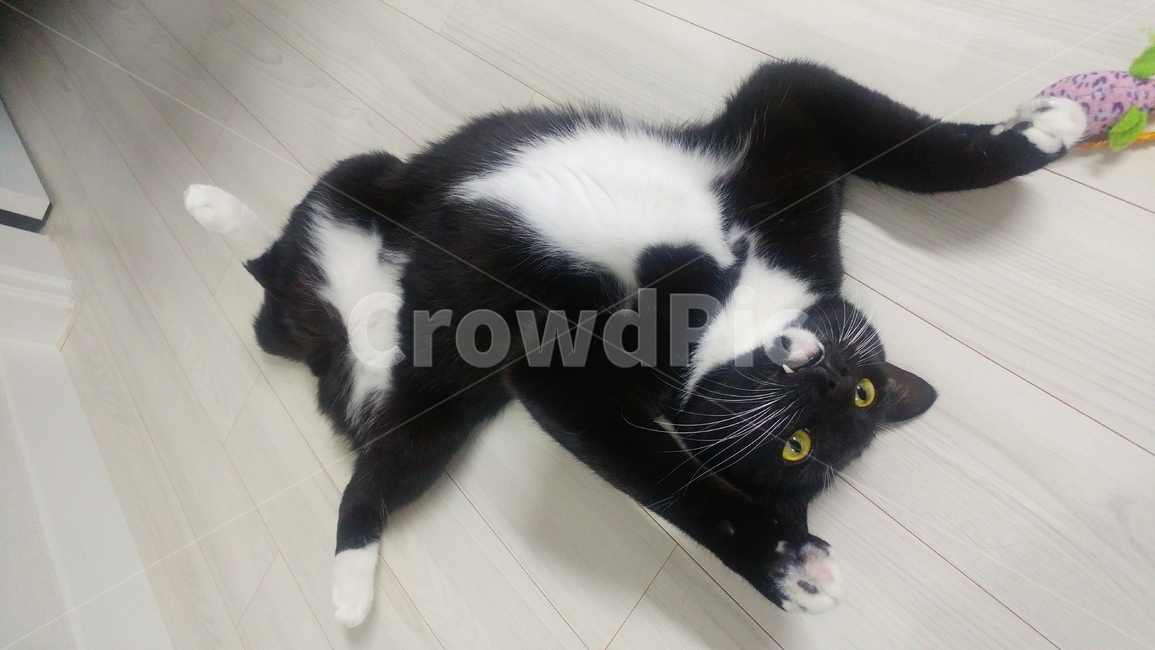 고양이,검정고양이,펫,블랙앤화이트,집고양이,집냥이,냥이,애완동물