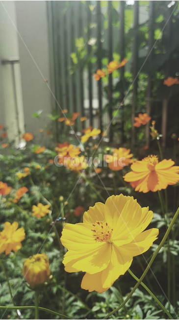 식물,꽃,노랑,만개,flower,yellow,fullbloom,plant,식물,자연,plants,nature,꽃,flower