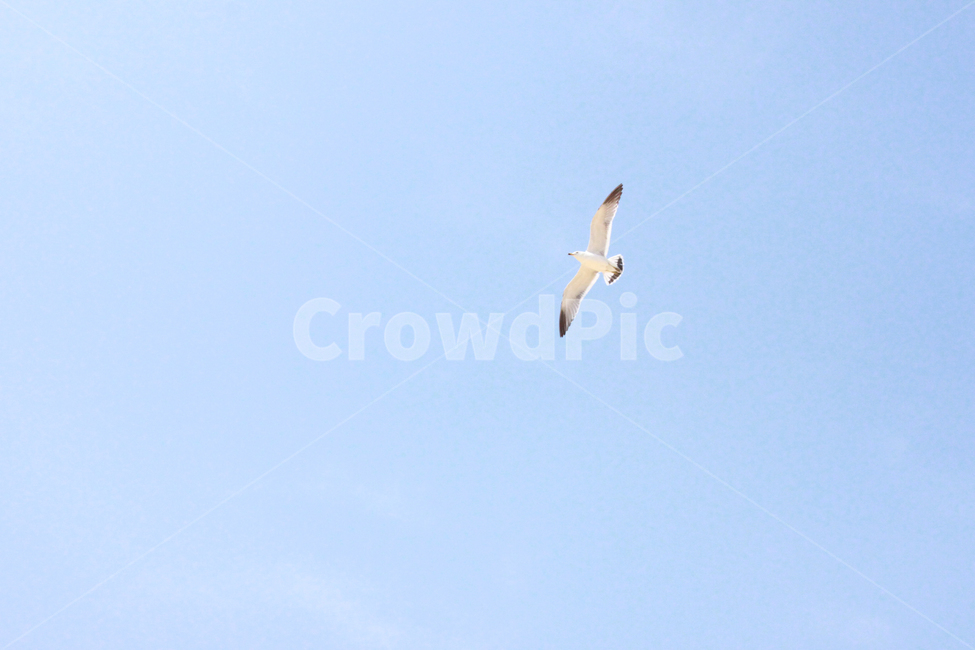갈매기,하늘,새,commongull,sky,bird