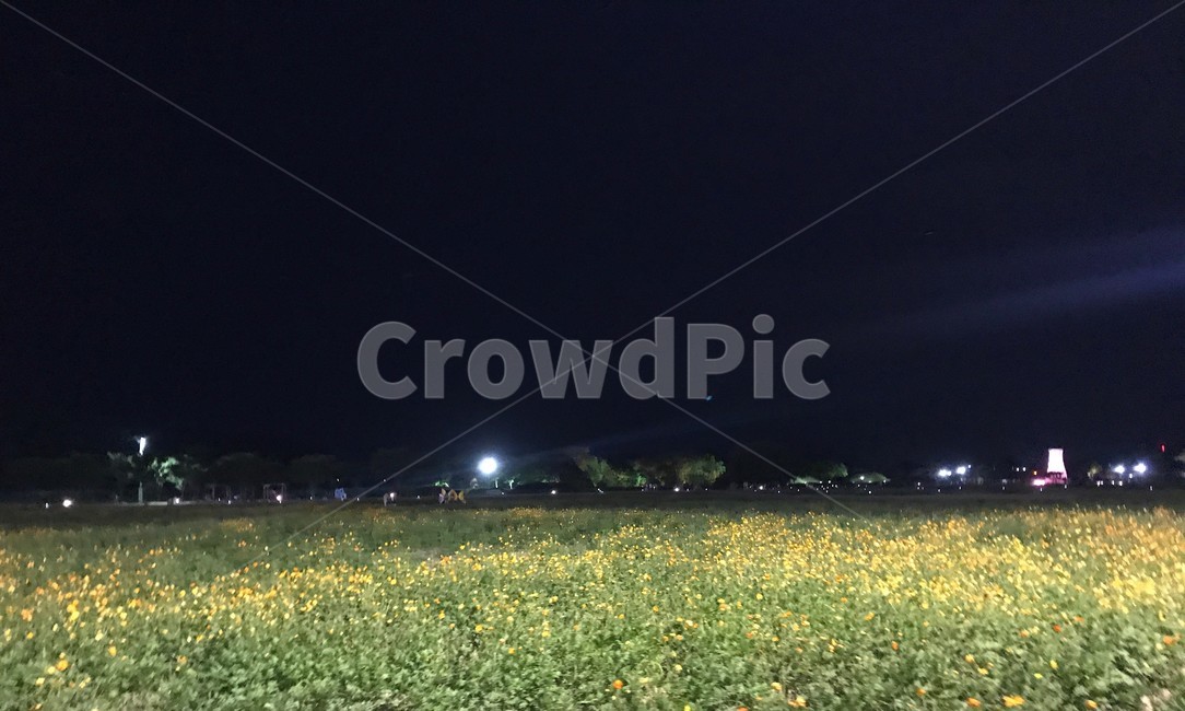 노란색,꽃,밤,꽃밭,초록색,산책,자연,풍경,nature,landscape,야경,밤,nightscape,night,식물,plants,꽃,flower,outdoors,옥외,field,들,grassland,목초지,rural,농촌,farm,농장,meadow