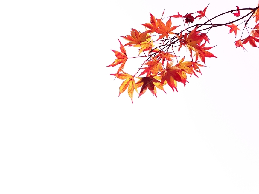 자연,힐링,햇살,휴식,green,하늘,나무잎,단풍나무,식물,배경화면,배경이미지,배경,nature,바탕화면,단풍,주황색,가을,식물,자연,plants,nature,누끼,remove background