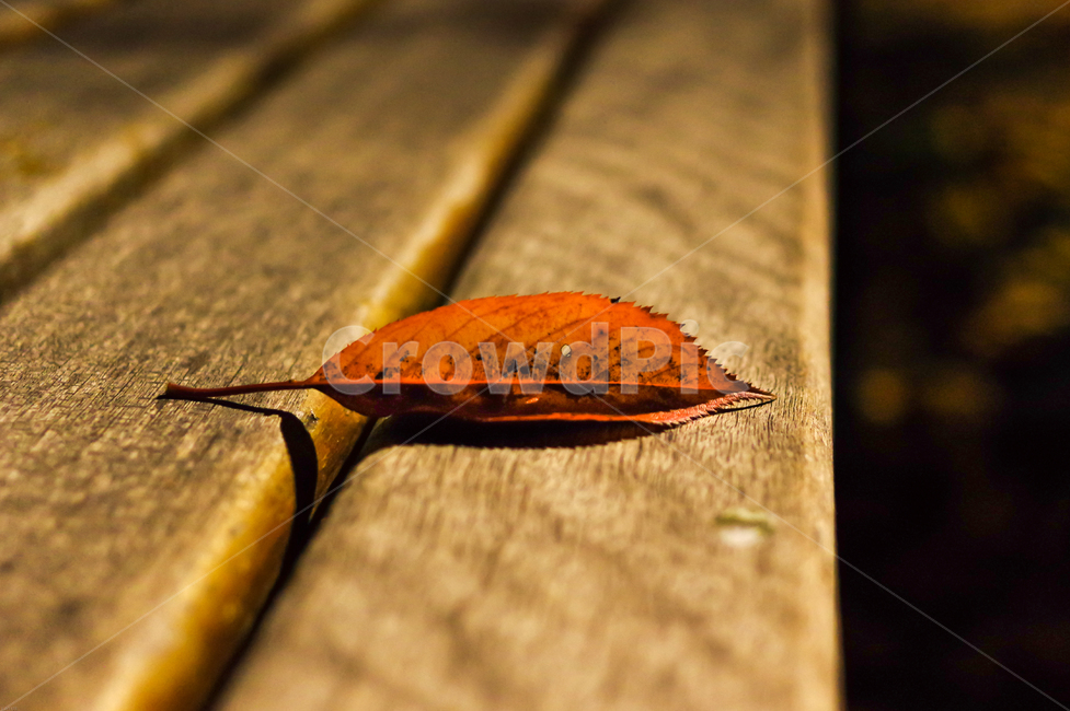 낙엽,벤치,가을밤,늦가을,가을,나뭇잎,밤,가을,계절,fall,autumn,season,식물,자연,plants,nature,plant,leaf,잎
