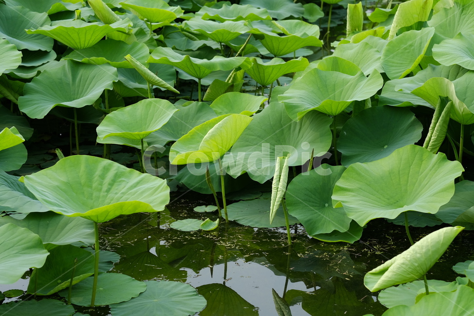 꽃,식물,연잎,연,연꽃,잎,flower,blossom,lily,plant