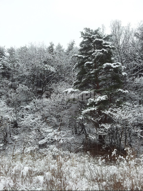 눈,눈꽃,겨울,나무,자연,풍경,겨울,계절,winter,season,자연,풍경,nature,landscape,tree,plant,식물,fir,전나무