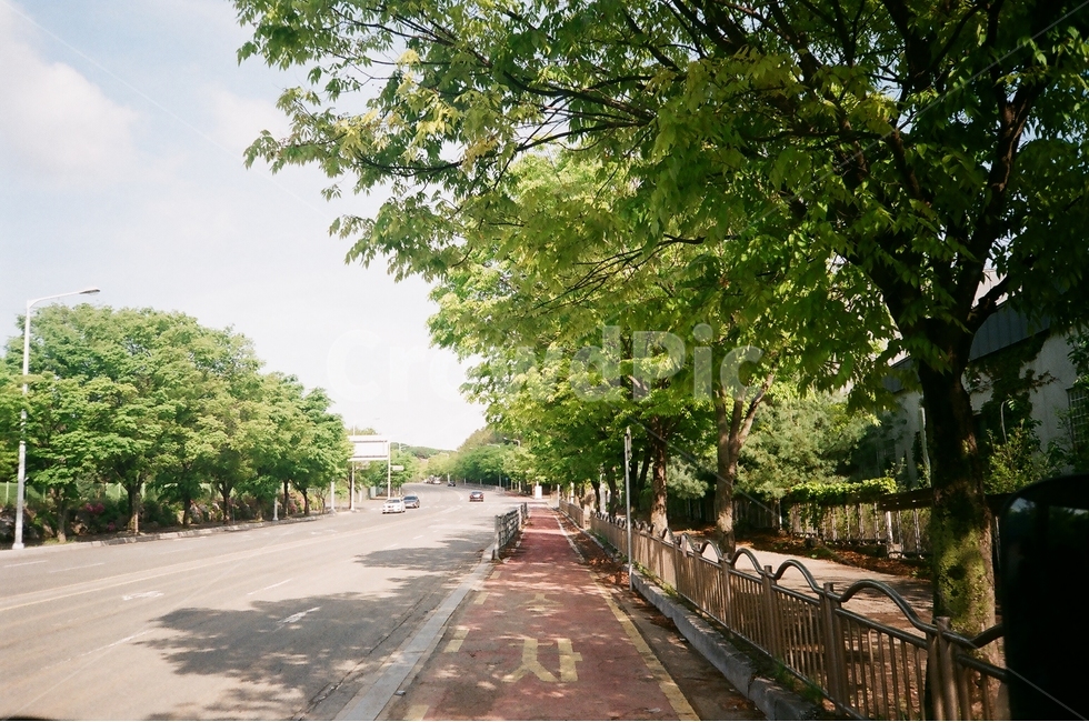 필름사진,자연,하늘,분위기,나무,식물,자연,plants,nature,나무,trees,wood