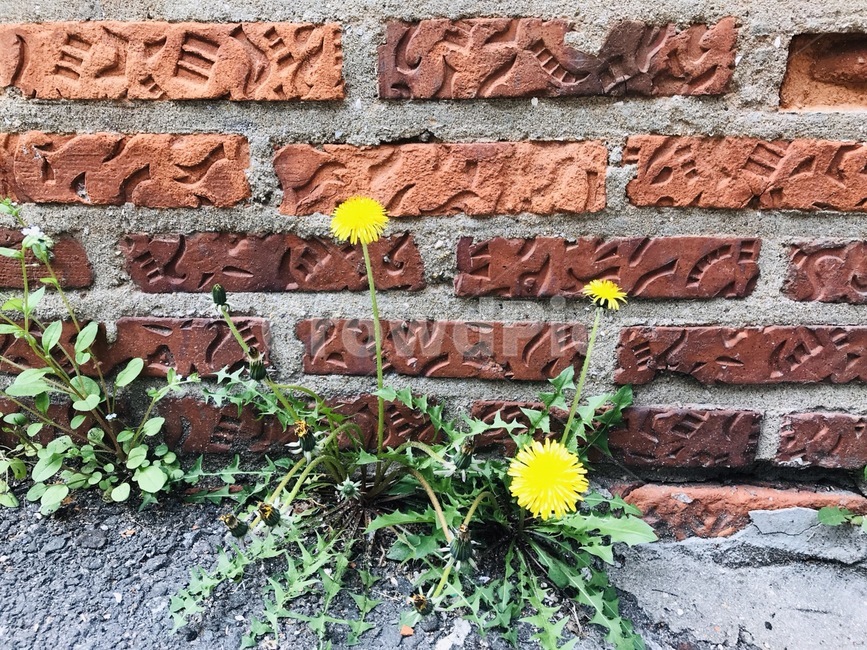 민들레,민들레홀씨,민들레돌담,돌담길,돌담,민들레꽃,봄꽃,봄,식물,자연,plants,nature,꽃,flower