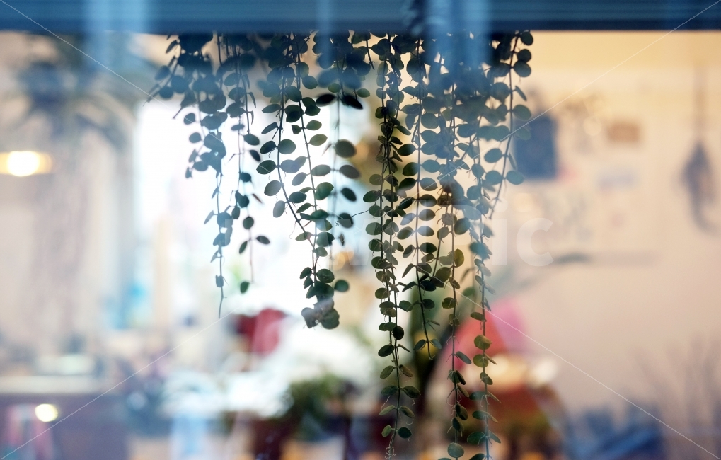 풀,카페,우울,덩쿨식물,덩쿨,식물,식물,자연,plants,nature,감성,sensible,feeling,인테리어,실내디자인,interior design