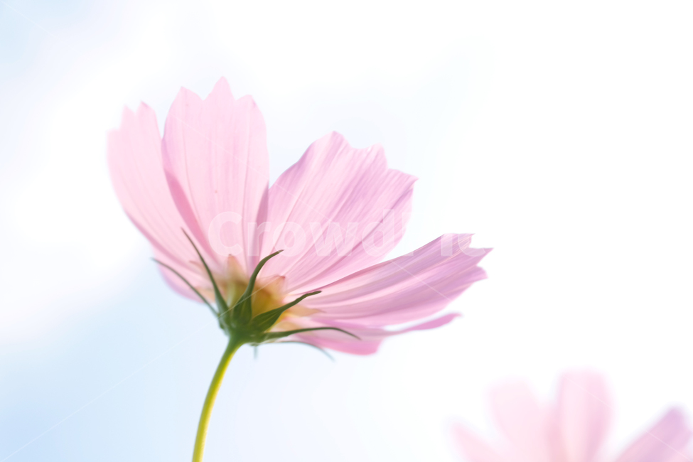 꽃,하늘,코스모스,자연,식물,식물,자연,plants,nature,꽃,flower,감성,sensible,feeling