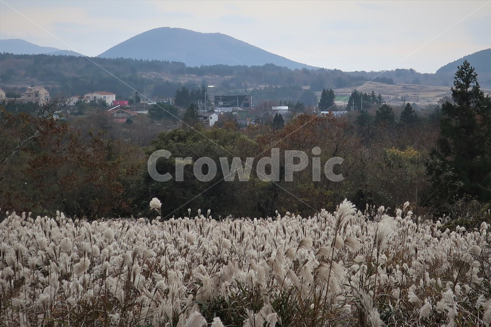 제주,억새,억새풀,군락지,자연,억새밭,풍경,바람,경치,경관,자연,풍경,nature,landscape,식물,plants