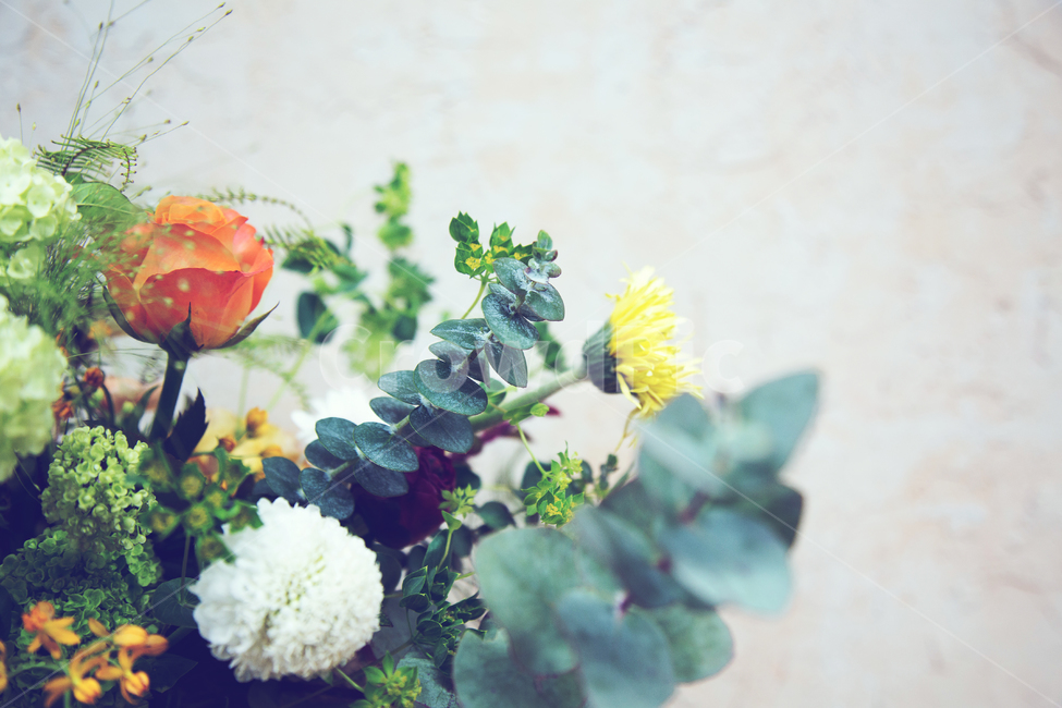 꽃,화분,나무껍질,꽃장식,나무,유칼립툽스,꽃배경소스,식물,자연,plants,nature,꽃,flower