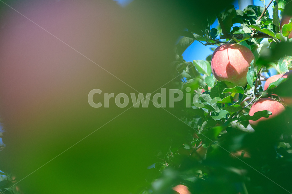 복숭아,과수원,식품,과일,수확,가을,익은,농업,식물,자연,plants,nature,과일,열매,fruit