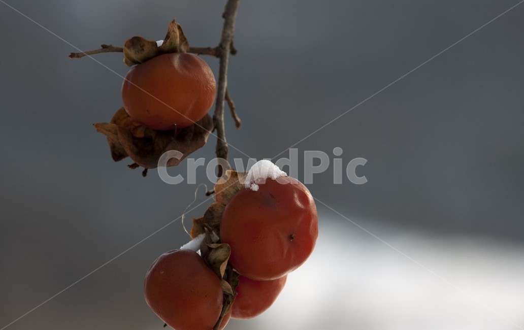 감성,sensitivity,눈,snow,나무,tree