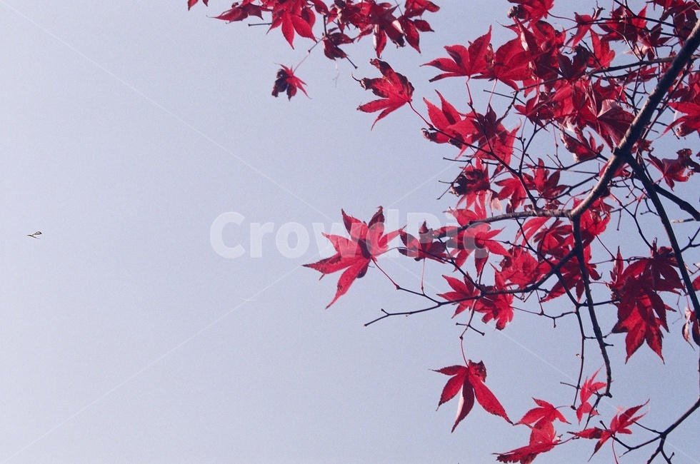 단풍잎,하늘,가을,낙엽,단풍,은행잎,은행,나무,나뭇잎,fall,maple,mapleleaf,autumn,sky,가을,계절,fall,autumn,season,leaf,잎,plant,식물,tree