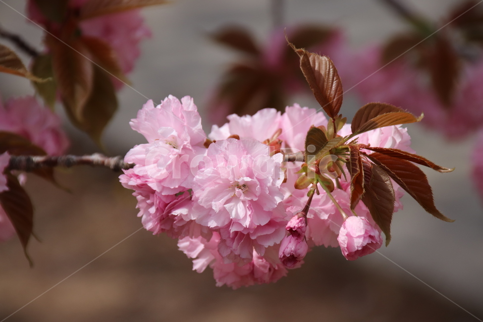 왕벚꽃,겹벚꽃,벚꽃,꽃,자연,봄,계절,spring,season,식물,자연,plants,nature,꽃,flower,plant,blossom