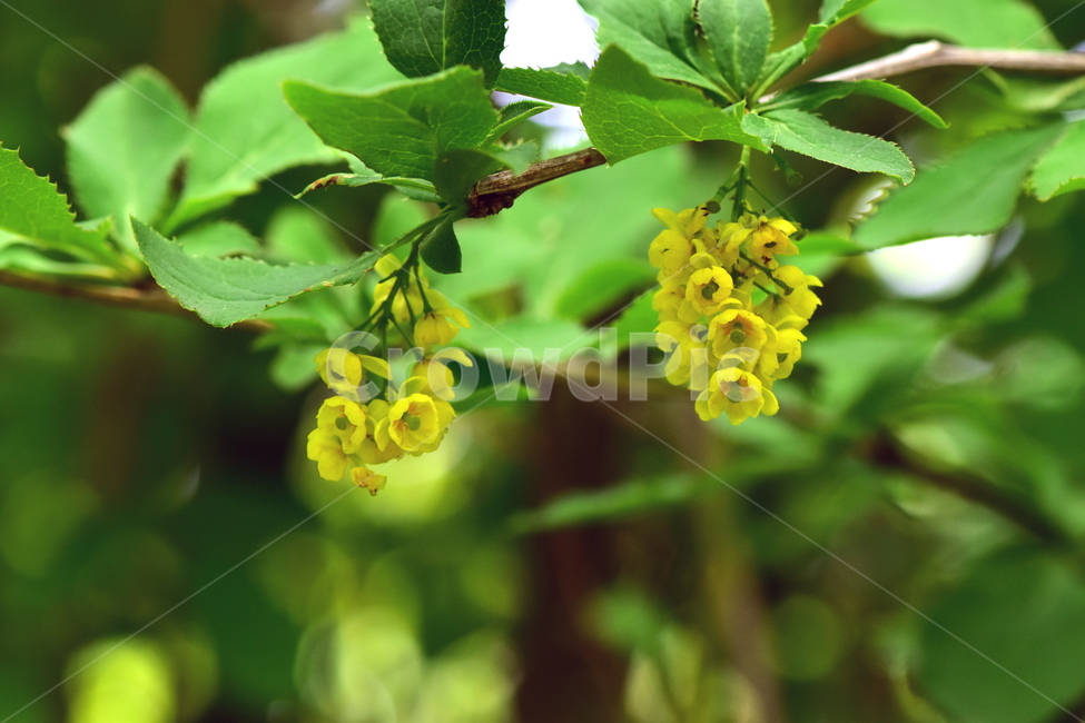 매발톱나무,야생화,꽃,식물,자연,생태,플라워,wildflower,flower,plants,nature,season,감성,느낌,emotion,feeling,나무,tree