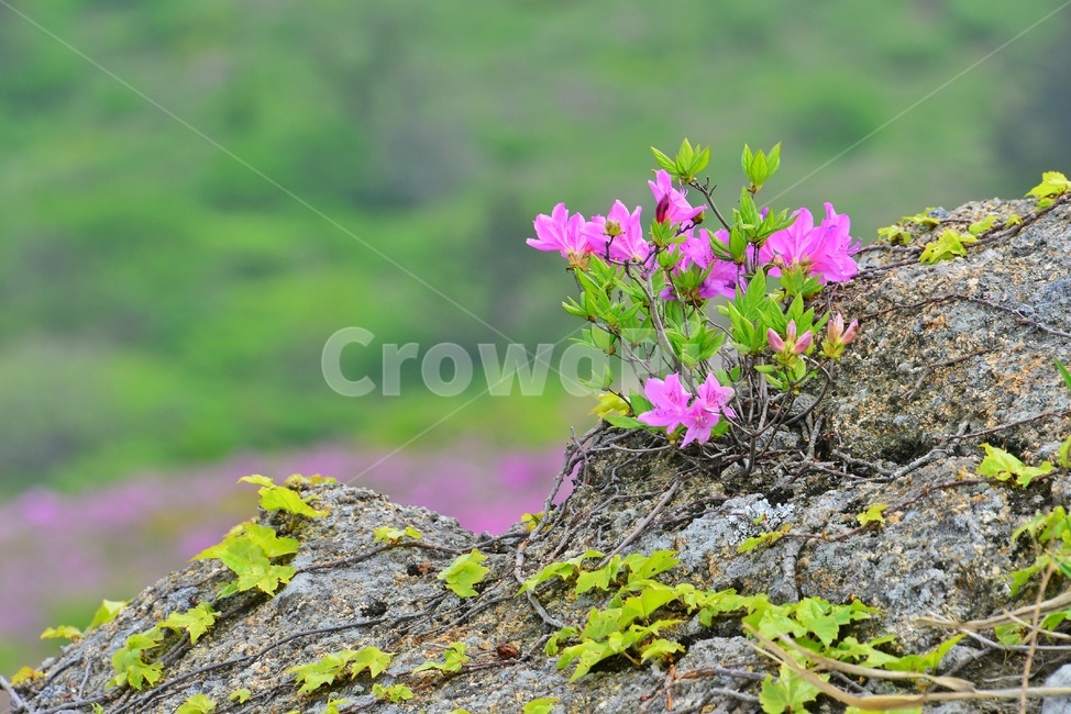 hill,언덕,flower,blossom,꽃,plant,식물,outdoors,옥외,nature,자연,경치,경관,풍경,보성,초암산,초암산봄,조암산철쭉꽃,절쭉꽃,철쭉