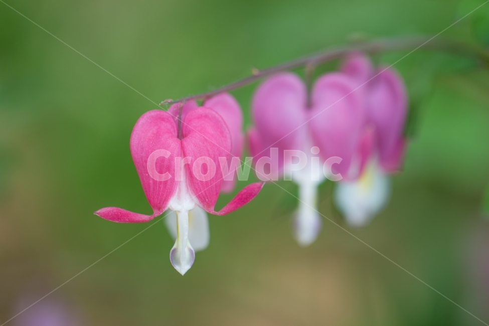 small,newsletter,country,data,sunshine,catalog,spring,saturation,beautiful,healing,spring image,purple flower,bloom,young leaf,highresolution,publication,draft,pretty flower,landmark,soft,reflection,bleeding heart,heart,korea,watercolor,light,closeup,back