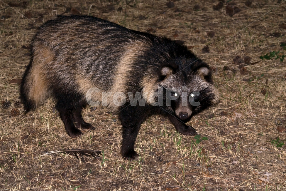 너구리,라쿤,동물,야생동물,자연,생태,생태계,raccoon,mammal,animal,동물,animal,포유류,mammal