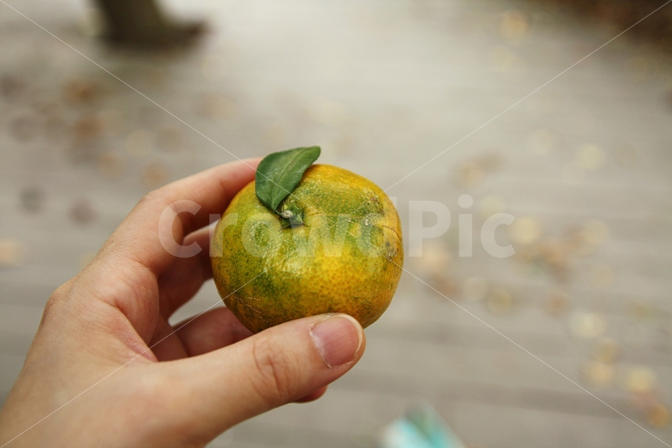 햇귤,귤,과일,가을,손,GreenYellow,mandarineorange,sour,fresh,사람,인물,인간,human,person,신체일부,몸,body,음식,식재료,요리,food,cook,meal,dishes,food reserves,과일,열매,fruit