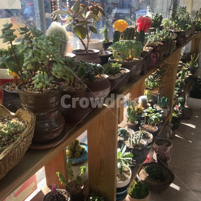식물,선인장,다육이,화분,꽃,가시,미니화분,미니선인장,실내용화초,화분,화초,house plant