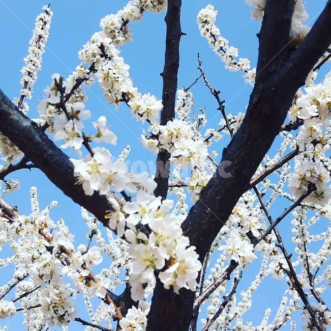 자두꽃,나무,봄,아름다운,풍경,자연,sentimental,식물,자연,plants,nature,꽃,flower