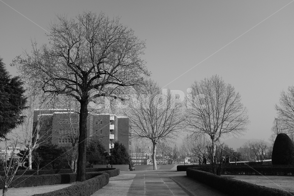 풍경나무,나무,tree,흑백사진,수목,자연,풍경,nature,landscape,흑백,모노톤,monochrome,black and white,path,통로,plant,식물