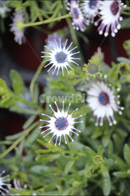 꽃,이쁜,하얀꽃,산,식물,식물,자연,plants,nature,꽃,flower