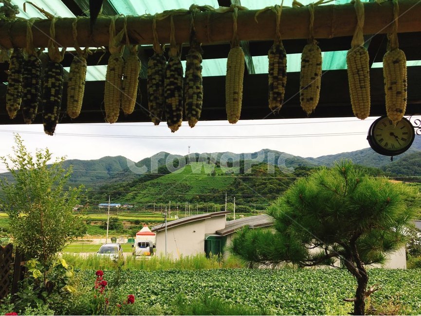시골,여름,옥수수,할머니집,농촌,시골,마을,풍경,landscape,country,rural,town