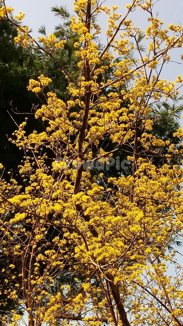 자연,식물,나무,tree,옥외,outdoors,nature,산수유