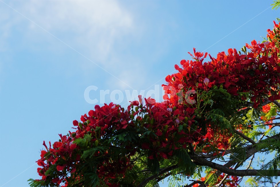 꽃,나무,자연,식물,하늘,파란하늘,flower,sky,nature,크리스마스트리나무,크리스마스트리꽃,외국꽃,열대나무,붉은꽃,redcolor,green,초록,외국자연풍경,식물,자연,plants,nature,꽃,flower