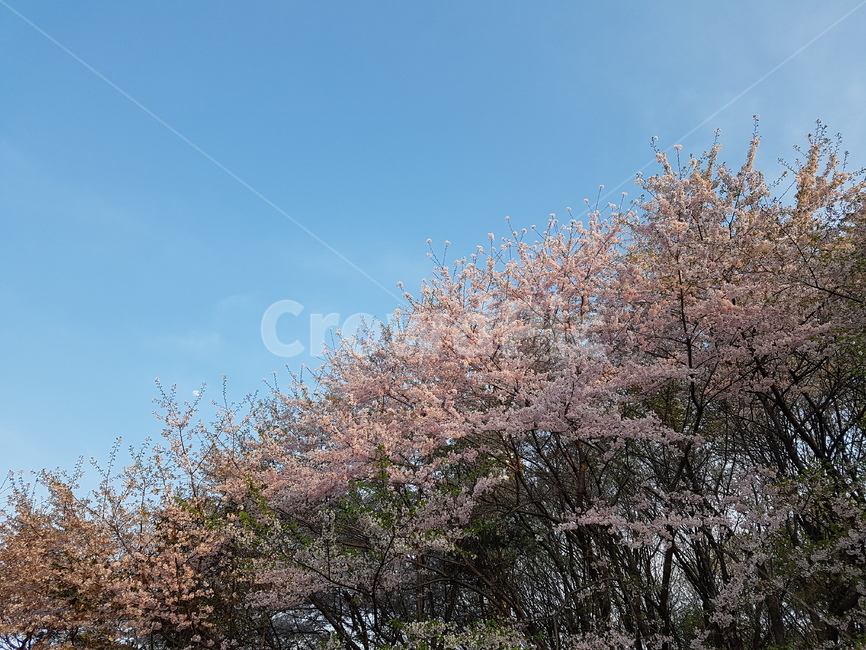 벗꽃,봄향기,봄꽃,꽃,봄,봄내음,핑크핑크,봄분위기,봄,계절,spring,season,자연,풍경,nature,landscape,plant,식물,flower,blossom