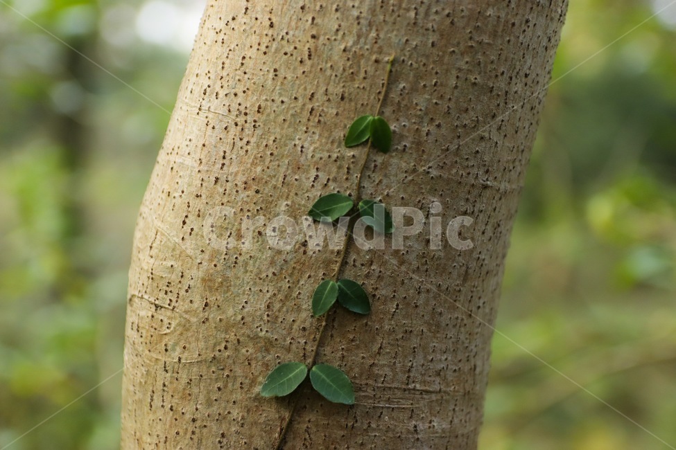 tree,plant,나무,식물,풀,식물,자연,plants,nature,나무,trees,wood