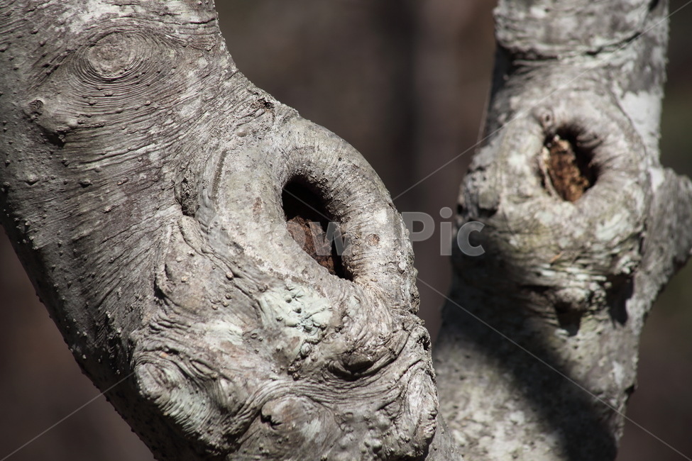 나무,구멍,고목,옹이,wood,나무껍질,수피,식물,자연,plants,nature,나무,trees,wood
