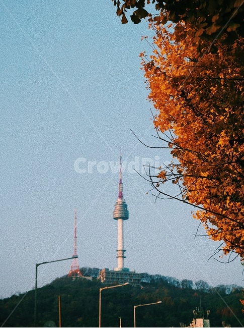 남산타워,남산,은행나무,하늘,가을하늘,가을,계절,fall,autumn,season,랜드마크,landmark,tourist attraction,한국랜드마크,한국관광지,한국명소,korea landmark,korea tourist attraction,leaf,잎,plant,식물,tree,나무
