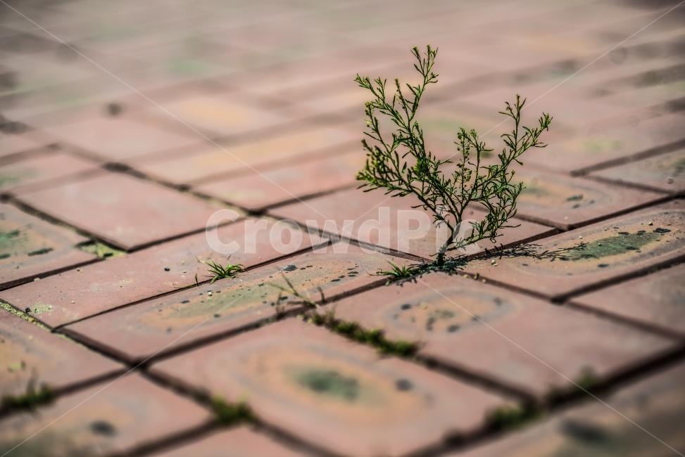 식물,보도블럭,벽돌,plant,brick,식물,자연,plants,nature