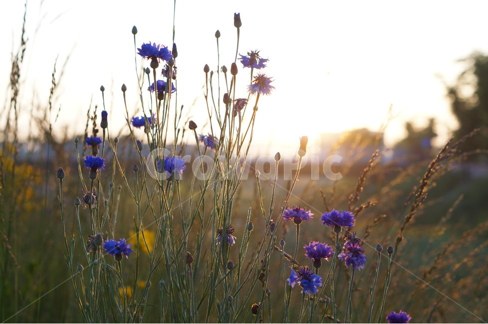 수레국화,아침,꽃,햇빛,빛비침,풍경,식물,자연,plants,nature,꽃,flower