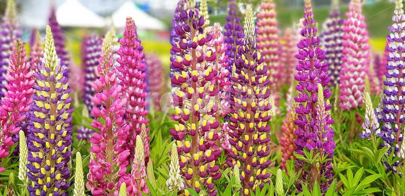 꽃,루핀,루피너스,자연,식물,flower,nature,그린,green,보라색,violet,분홍,pink,식물,자연,plants,nature,꽃,flower